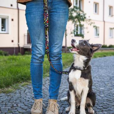 125069 - Amigo Dog Leash Image